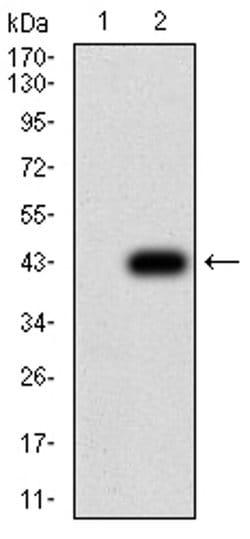 Invitrogen alpha Amylase 1 Monoclonal Antibody (5G6F7) 100 &mu;L; Unconjugated:Antibodies,