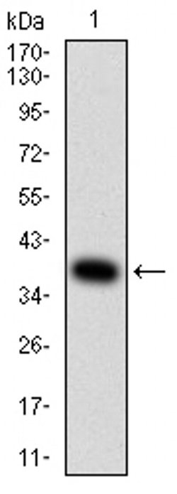 Invitrogen alpha Amylase 1 Monoclonal Antibody (1G4D8) 100 &mu;L; Unconjugated:Antibodies,