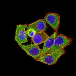 Invitrogen APC1 Monoclonal Antibody (7G9B3) 100 &mu;L; Unconjugated:Antibodies,