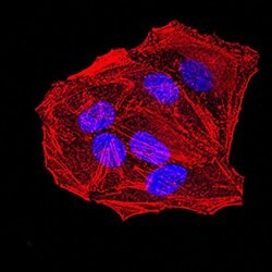 Invitrogen APC10 Monoclonal Antibody (3E9A9) 100 &mu;L; Unconjugated:Antibodies,