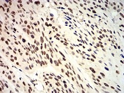Invitrogen APC10 Monoclonal Antibody (3E9A9) 100 &mu;L; Unconjugated:Antibodies,