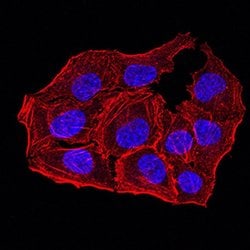 Invitrogen APC10 Monoclonal Antibody (8F1D10) 100 &mu;L; Unconjugated:Antibodies,