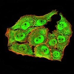 Invitrogen APC10 Monoclonal Antibody (8F1D10) 100 &mu;L; Unconjugated:Antibodies,