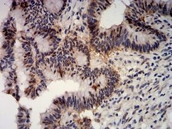 Invitrogen APC10 Monoclonal Antibody (8F1D10) 100 &mu;L; Unconjugated:Antibodies,