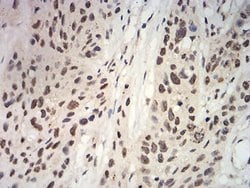 Invitrogen APC10 Monoclonal Antibody (8F1D10) 100 &mu;L; Unconjugated:Antibodies,
