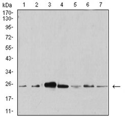 Invitrogen APC10 Monoclonal Antibody (8F1D10) 100 &mu;L; Unconjugated:Antibodies,
