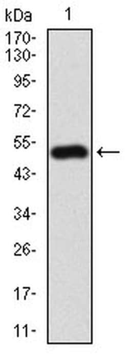 Invitrogen RIAM Monoclonal Antibody (7E7A3) 100 &mu;L; Unconjugated:Antibodies,