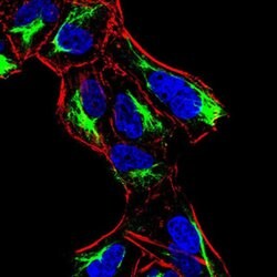Invitrogen ATF3 Monoclonal Antibody (7F1B10) 100 &mu;L | Buy Online | Invitrogen&trade; | Fisher Scientific
