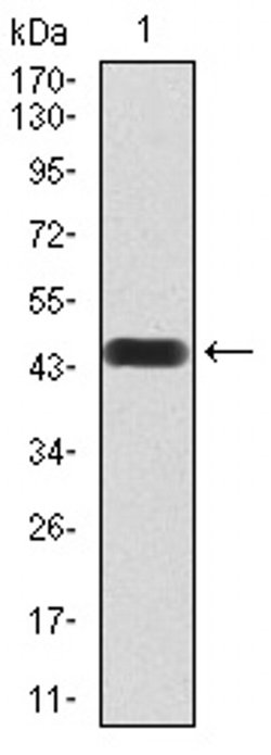 Invitrogen ATF3 Monoclonal Antibody (7F1B10) 100 &mu;L | Buy Online | Invitrogen&trade; | Fisher Scientific