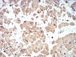 Invitrogen ATG13 Monoclonal Antibody (6B2E12) 100 &mu;L; Unconjugated:Antibodies,