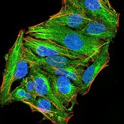 Invitrogen ATG13 Monoclonal Antibody (3E4C8) 100 &mu;L; Unconjugated:Antibodies,