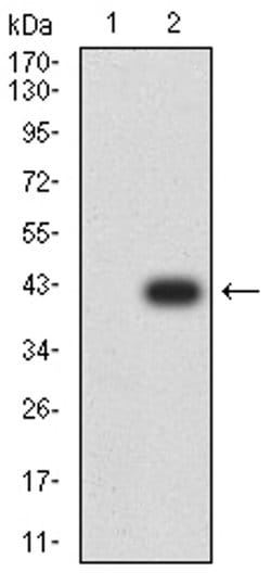 Invitrogen ATG2A Monoclonal Antibody (4E6D4) 100 &mu;L; Unconjugated:Antibodies,