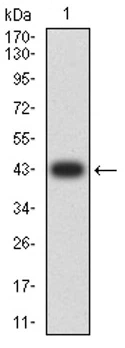 Invitrogen Bcl-B Monoclonal Antibody (8A11G12) 100 &mu;L; Unconjugated:Antibodies,