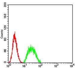 Invitrogen BIN1 Monoclonal Antibody (3B6A4) 100 &mu;L; Unconjugated:Antibodies,