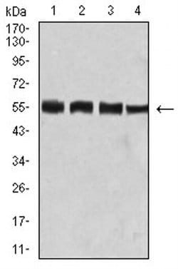 Invitrogen BIN1 Monoclonal Antibody (3B6A4) 100 &mu;L; Unconjugated:Antibodies,