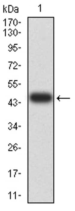 Invitrogen BIN1 Monoclonal Antibody (3B6A4) 100 &mu;L; Unconjugated:Antibodies,