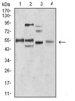 Invitrogen BIN1 Monoclonal Antibody (3B6F10) 100 &mu;L; Unconjugated:Antibodies,