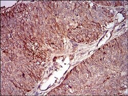 Invitrogen Splunc2 Monoclonal Antibody (3F8E4) 100 &mu;L; Unconjugated:Antibodies,