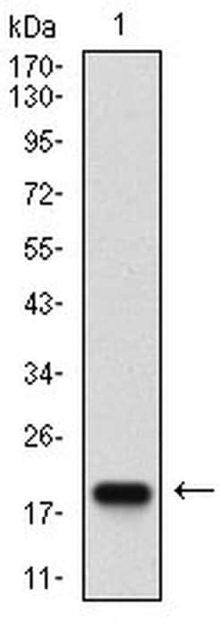Invitrogen Splunc2 Monoclonal Antibody (3F8E4) 100 &mu;L; Unconjugated:Antibodies,