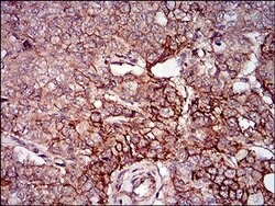 Invitrogen Splunc2 Monoclonal Antibody (2B4F5) 100 &mu;L; Unconjugated:Antibodies,