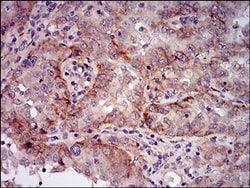 Invitrogen Splunc2 Monoclonal Antibody (2B4F5) 100 &mu;L; Unconjugated:Antibodies,