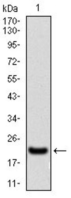 Invitrogen Splunc2 Monoclonal Antibody (2B4F5) 100 &mu;L; Unconjugated:Antibodies,
