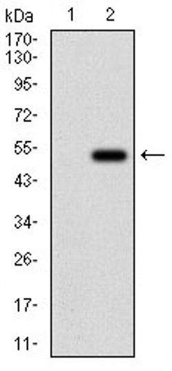 Invitrogen Splunc2 Monoclonal Antibody (2B4F5) 100 &mu;L; Unconjugated:Antibodies,