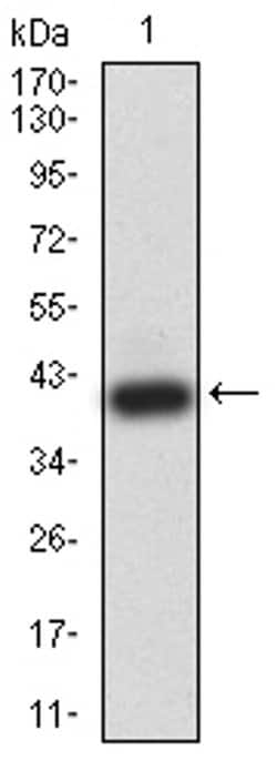 Invitrogen BRD2 Monoclonal Antibody (1H6B12) 100 &mu;L; Unconjugated:Antibodies,