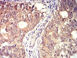 Invitrogen BTN2A2 Monoclonal Antibody (6C7D2) 100 &mu;L; Unconjugated:Antibodies,