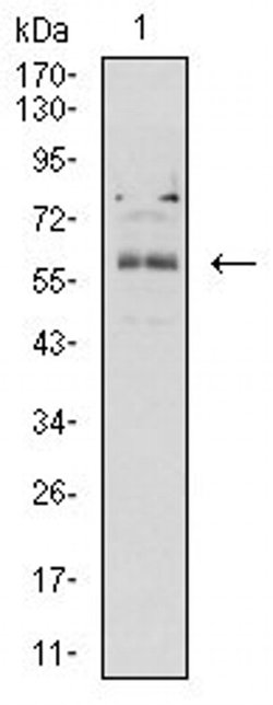 Invitrogen BTN2A2 Monoclonal Antibody (4B11C8) 100 &mu;L | Buy Online | Invitrogen&trade; | Fisher Scientific