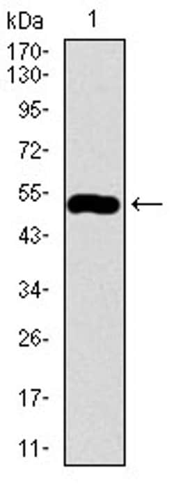 Invitrogen C17orf53 Monoclonal Antibody (5F3H1) 100 &mu;L; Unconjugated:Antibodies,