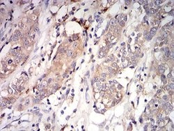 Invitrogen C1QA Monoclonal Antibody (8B5B1) 100 &mu;L; Unconjugated:Antibodies,