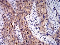 Invitrogen C1QA Monoclonal Antibody (1C7G3) 100 &mu;L; Unconjugated:Antibodies,