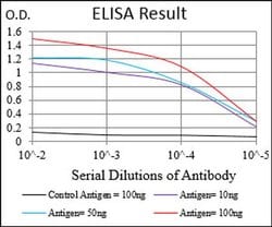 Invitrogen CaMKII gamma Monoclonal Antibody (6A4A10) 100 &mu;L; Unconjugated:Antibodies,