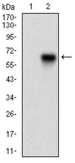 Invitrogen CaMKII gamma Monoclonal Antibody (6A4A10) 100 &mu;L; Unconjugated:Antibodies,