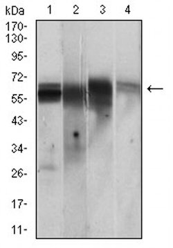 Invitrogen CaMKII gamma Monoclonal Antibody (8G10C1) 100 &mu;L; Unconjugated:Antibodies,