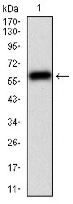 Invitrogen CaMKII gamma Monoclonal Antibody (8G10C1) 100 &mu;L; Unconjugated:Antibodies,