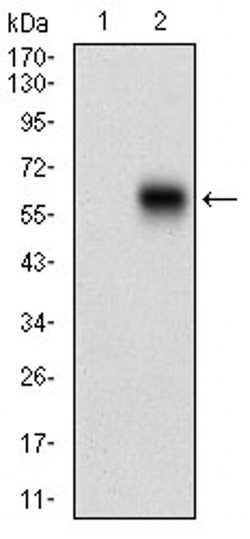 Invitrogen CaMKII gamma Monoclonal Antibody (8G10C1) 100 &mu;L; Unconjugated:Antibodies,