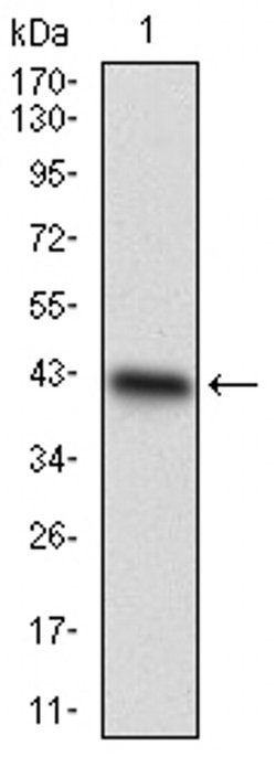 Invitrogen CDX1 Monoclonal Antibody (1B11A9) 100 &mu;L | Buy Online | Invitrogen&trade; | Fisher Scientific