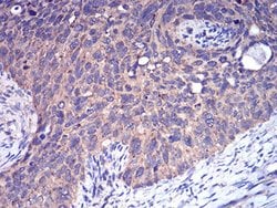 Invitrogen CFHR5 Monoclonal Antibody (3E1E10) 100 &mu;L; Unconjugated:Antibodies,