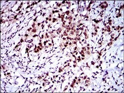 Invitrogen FLIP Monoclonal Antibody (7A3D12) 100 &mu;L; Unconjugated:Antibodies,