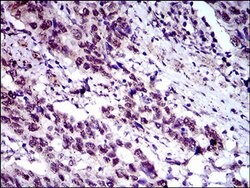 Invitrogen FLIP Monoclonal Antibody (7A3D12) 100 &mu;L; Unconjugated:Antibodies,