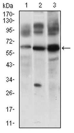 Invitrogen FLIP Monoclonal Antibody (7A3D12) 100 &mu;L; Unconjugated:Antibodies,