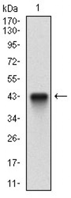 Invitrogen FLIP Monoclonal Antibody (7A3D12) 100 &mu;L; Unconjugated:Antibodies,