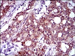 Invitrogen FLIP Monoclonal Antibody (6G11A6) 100 &mu;L; Unconjugated:Antibodies,
