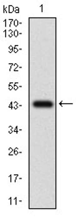 Invitrogen FLIP Monoclonal Antibody (6G11A6) 100 &mu;L; Unconjugated:Antibodies,