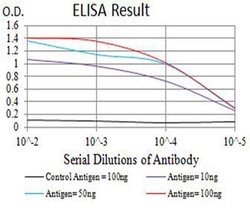 Invitrogen CHRNA7 Monoclonal Antibody (7F10F1) 100 &mu;L; Unconjugated:Antibodies,