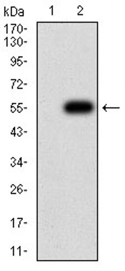 Invitrogen CHRNB4 Monoclonal Antibody (1H11F2) 100 &mu;L; Unconjugated:Antibodies,