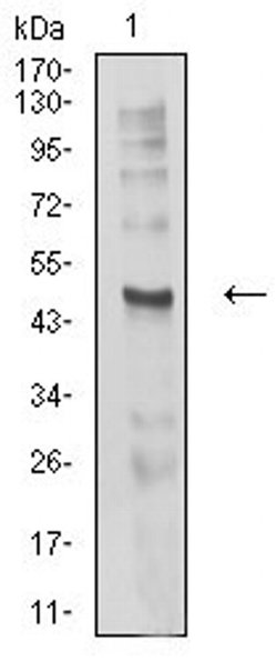 Invitrogen CHRND Monoclonal Antibody (1H1F9) 100 &mu;L; Unconjugated:Antibodies,