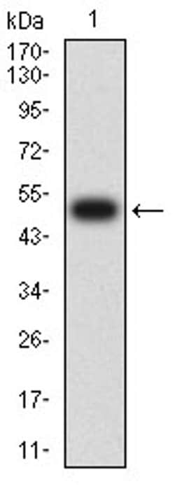 Invitrogen CHRND Monoclonal Antibody (1H1F9) 100 &mu;L; Unconjugated:Antibodies,